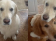 Tierno video de perrito abrazando a su amigo tras comerse sus galletas