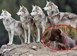 Nacen 8 lobos en México de una especie en peligro de extinción