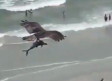 Sorprende águila cazando a un tiburón y se lo lleva volando