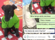 Mujer rechaza adoptar a perrita por ser 