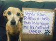 Perrita vende paletas para pagar su tratamiento de cáncer