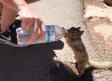 Video Viral: Ardilla sedienta ruega le dan agua de una botella