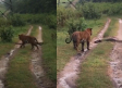 VIDEO: La insólita reacción de un tigre al encontrarse con una pitón
