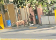 Conoce al ejemplar de “cerdo-tigre” captado en calles de Nuevo León