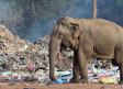 Captan a elefante hambriento alimentándose con residuos de plástico abandonados por turistas en la India