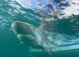 Vacuna contra COVID-19 podría terminar con la vida de medio millón de tiburones