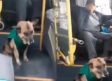 Perritos callejeros son contratados por una empresa de transporte para a acompañar a los pasajeros en sus viajes