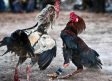 Muere apuñalado por un gallo de pelea