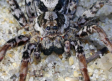 Araña gigante que se pensaba extinta desde hace 30 años reaparece en campo militar