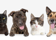 BBVA lanza seguro digital para tus mascotas