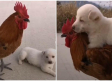 VIDEO: Perrito monta a su amigo gallo como si fuera un caballo