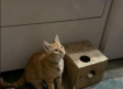 Kyo, el gato que aprendió a “maldecir” a sus dueños con nuevas tecnologías