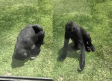 VIDEO: Gorila intenta ayudar a pájaro herido; se hace viral