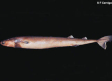 Tiburón tollo cigarro: ataca submarinos y devora todo en el triángulo de las bermudas