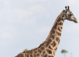El caso de las jirafas enanas en Uganda y Namibia