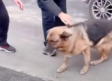 VIDEO: Perrita policía LLORA al reencontrarse con su adiestrador