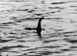 ¿Misterio resuelto?: Científico asegura haber descubierto al monstruo del Lago Ness