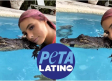 Deja de explotar a animales para obtener atención: Arremete PETA Latino contra Lele Pons