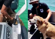 Bomberos rescatan a una perrita que fue arrastrada por el mar