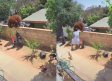 VIDEO: Enorme oso se mete al patio de una casa y ataca a varios perritos