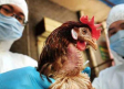 En China detectan el primer caso mundial de gripe aviar H10N3 en humanos