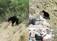 Captan a oso en una construcción en el Cerro del Mirador