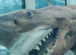Encuentran gran tiburón blanco de cinco metros ABANDONADO en tanque de parque acuático