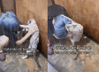 VIDEO: Joven es atacada por su gato cuando lo intentaba bañar por primera vez