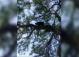 VIDEO: Encuentran a un oso en un árbol en la colonia Lomas de la Paz