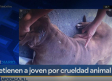 Joven es detenido por crueldad animal