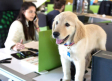 Empresa de Canadá permite a sus trabajadores llevar a sus perritos a la oficina ¿los llevarías?