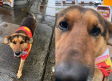 Empleados de gasolinera adoptan a perro callejero; ahora trabaja con ellos