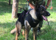 Muere Proteo, uno de los perros rescatistas de México en Turquía