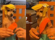 Perro chihuahua se hace viral bailando al ritmo de 'Medio Metro'
