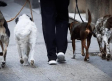 CANADÁ ofrece trabajo para cuidar perros con SUELDO de 64,000 pesos