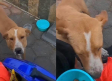 Tiktoker se disfraza de repartidora de comida y entrega alimento a perritos de la calle