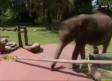 Mujer rescata a elefante que estuvo a punto de morir ahogado