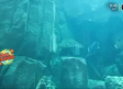 El acuario cilíndrico más grande del mundo se encuentra en el 'lobby' de un hotel