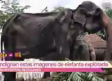 Indigna fotografía de elefante explotado en la India