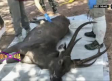 Encuentran a ciervo muerto y en su interior tenía 7 kilos de basura