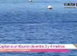 Captan tiburón a tres metros de la costa de playa española