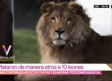 Matan de manera atroz a 10 leones para crear 'brujería' con sus garras