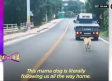 Desgarrador video: perrita corre detrás del camión que se llevaba a sus cachorros