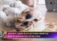 Spotify crea playlist para perritos que se quedan solos en casa