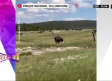 Mujer finge estar muerta para evitar ataque de bisonte