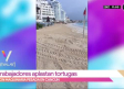 VIDEO: Barredoras aplastan a tortugas en playas de Cancún