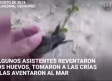 ‘Mirreyes’ hacen una fiesta y matan a decenas de tortugas en peligro de extinción