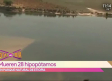 Mueren 28 hipopótamos de forma misteriosa en parque natural de Etiopía