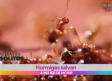 Hormigas salvan a mujer de morir