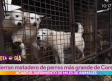 Cierran matadero de perros más grande de Corea